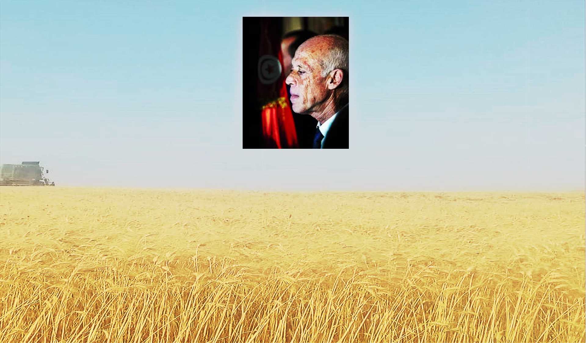 موسم حصاد الحبوب في تونس : الإكتفاء الذاتي الجملي أقل من 30%، يتواصل التراجع.