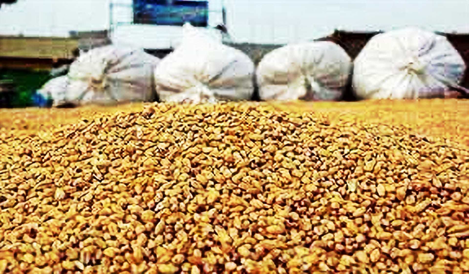Exportation illégale de blé vers l’Algérie