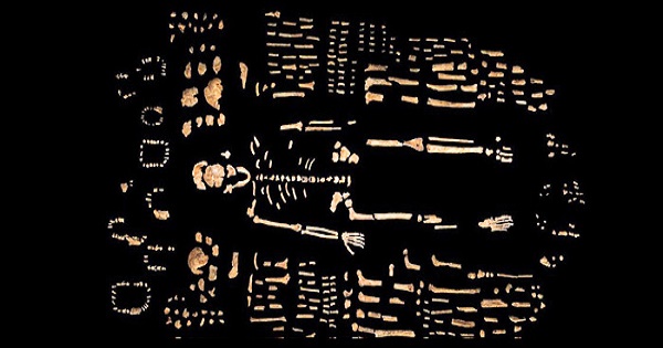 Homo Naledi